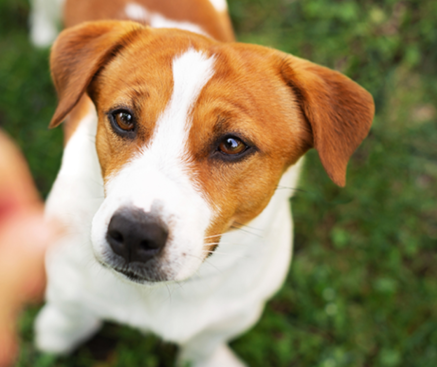   5 Alimentos que no deberías darle a tu perro